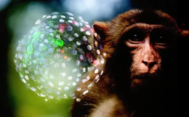 Po raz pierwszy naukowcy tworzą zarodki częściowo ludzkie, częściowo małpie